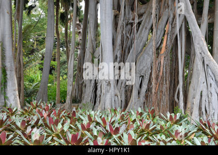 Alte große Ficus Macrophylla im Botanischen Garten in Puerto De La Cruz-Teneriffa-Spanien. Stockfoto