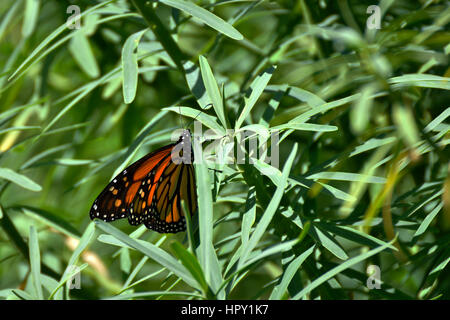 Monarchfalter (Danaus Plexippus) sitzt in einem Busch auf Teneriffa. Stockfoto