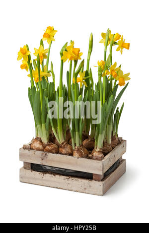 Holzkiste mit frische Narzissen auf weißem Hintergrund Stockfoto