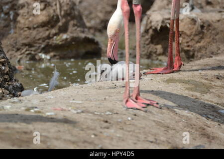 Rosaflamingo Mutter mit jungen Küken im Slimbridge Wetland Centre Stockfoto