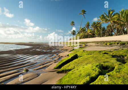 Des Herrn Strand. Bahia, Brasilien. Dieses Bild zeigt Moos auf den Felsen im Vordergrund und wellige Sand. Kokospalmen und ein schönes Licht auf den Sonnenaufgang. Stockfoto