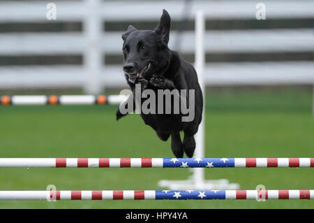 Ein schwarzer Labrador Retriever springen über Sternenbanner Bars ein Agility trial. Stockfoto