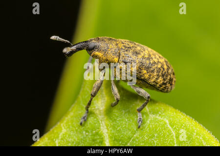 Ein Kanada Distel Knospe Rüsselkäfer (Larinus Planus) am Rande eines Blattes. Stockfoto