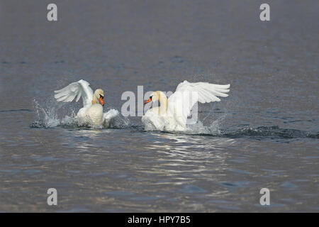 Zwei männliche Schwäne, Cygnus Olor, während eines Kampfes um die Vorherrschaft in der Paarungszeit Stockfoto