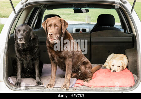 Drei Labrador Retriever sitzen im hinteren Teil ein Kombi-Auto, erschöpft nach einem langen Spaziergang. Zwei Hunde oben sitzen, ein Welpe liegend. Stockfoto
