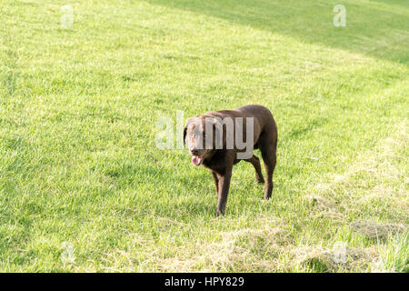 Einen Erwachsenen Schokolade Labrador Retriever geht allein in einem Park mit grünen Rasen. Stockfoto