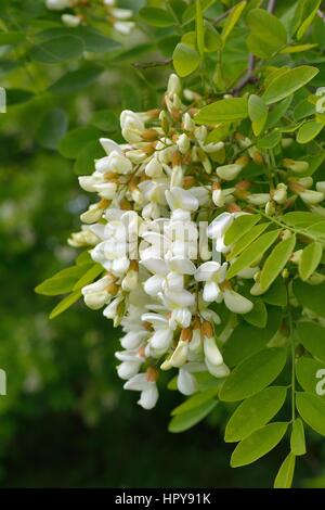 Weißen Blüten Robinia Pseudoacacia L. (Robinie) Stockfoto