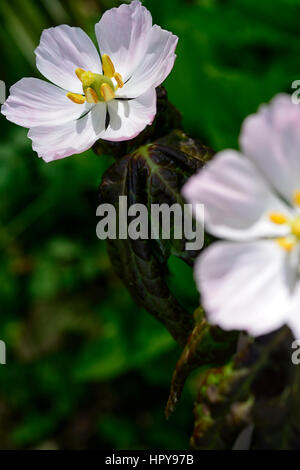 Podophyllum Hexandrum, Himalaya Mai Apfel, Sinopodophyllum, Blume, Blumen, Blüte, Blätter, Laub, meliert, RM Floral Stockfoto