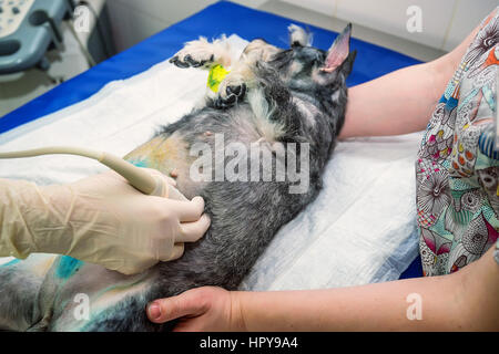 Tierärztliche Arzt tun medizinische Ultraschalluntersuchung der Hund seinen Zustand zu prüfen Stockfoto