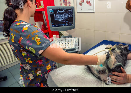 Tierärztliche Arzt tun medizinische Ultraschalluntersuchung der Hund seinen Zustand im Krankenhaus untersuchen Stockfoto