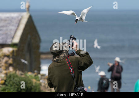 Ein Fotograf fotografiert eine Küstenseeschwalbe (Sterna Paradisaea) während angegriffen, da er Nest, Farne Inseln, Northumberland, UK verteidigt Stockfoto