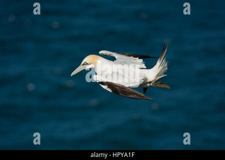 Ein Basstölpel (Morus Bassanus) im Flug über das Meer, Bempton Cliffs, East Yorkshire, UK Stockfoto