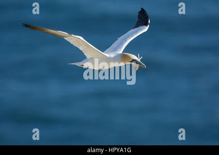 Ein Basstölpel (Morus Bassanus) im Flug über das Meer, Bempton Cliffs, East Yorkshire, UK Stockfoto