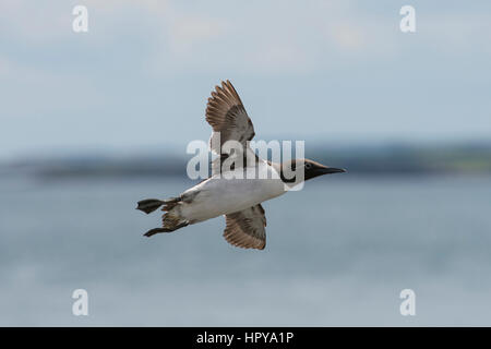 Eine gemeinsame Guillemot (Uria Aalge) während des Fluges, Farne Inseln, Northumberland, UK Stockfoto