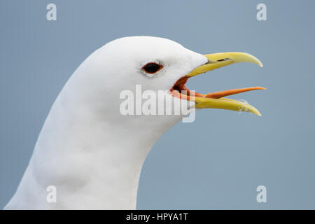 Porträt einer aufrufenden Erwachsenen hautnah, Dreizehenmöwe (Rissa Trisactyla), Farne Inseln, Northumberland, Großbritannien Stockfoto