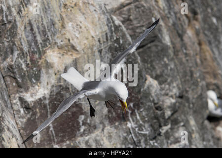 Ein Erwachsener Dreizehenmöwe (Rissa Tridactyla) gleiten auf den Wind an der Felskante, Farne Inseln, Northumberland, UK Stockfoto