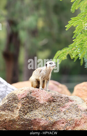 SYDNEY, Australien - 4. Januar 2017: Erdmännchen aus Taronga Zoo in Sydney. Diese Stadtzoo wurde 1916 eröffnet und hat jetzt mehr als 4000 Tiere Stockfoto