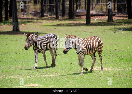 Ebenen zebra von taronga Western Plains Zoo in Dubbo. Diese Stadt Zoo wurde 1977 eröffnet und mittlerweile mehr als 97 Arten haben. Stockfoto