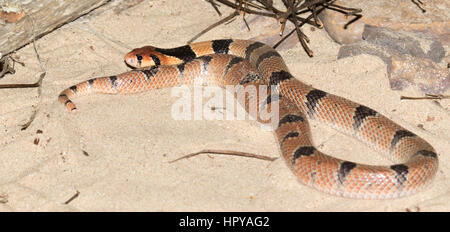 Cape Coral Snake (Aspidelaps Lubricus) Stockfoto