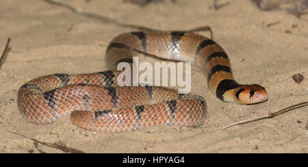 Cape Coral Snake (Aspidelaps Lubricus) Stockfoto