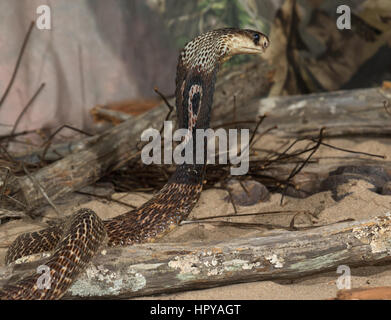 Indische Kobra / Spectacled Cobra (Naja Naja) in aggressiven Haltung mit Kapuze zu verbreiten Stockfoto