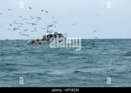 Fischereifahrzeuge gewinnen am Pazifischen Ozean in der Nähe von Kaikoura Neuseeland Albatrosse und andere Seevögel wie Sturmvögel, die auf der Suche nach Resten thro Stockfoto