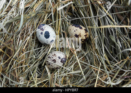 Wachtel nest mit Eiern. Gefleckten Eiern auf Heu. Stockfoto