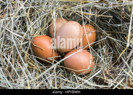 Ein Bündel von Hühnereiern im Heu. Close-up. Stockfoto