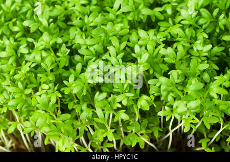 Gartenkresse, Jungpflanzen, Makro-Foto von oben. Lepidium Sativum, essbare Kräuter. Microgreen. Stockfoto