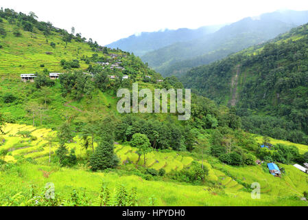 Terrasse Reisfelder in Nepal Stockfoto