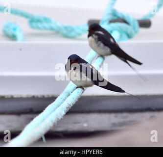 Schwalben ruht auf Seile festmachen Stockfoto