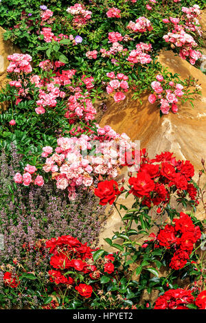 Teppich aus schönen rosa und dunkel rote Rosen auf gemalte Felsen im Rosengarten Stockfoto