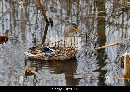 Mallard weiblich ( Anas platyryhynchos ) Stockfoto