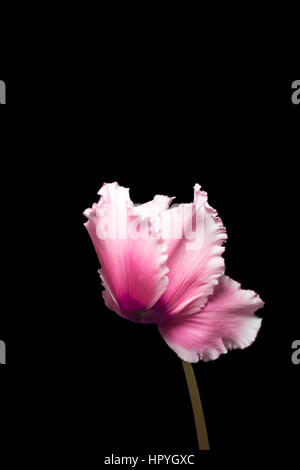 Rosa Alpenveilchen blühen isolierten auf schwarzen Hintergrund mit Textfreiraum Stockfoto