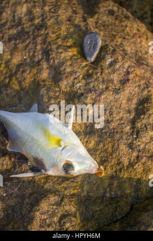 Angeln in Indien. Diese Drückerfisch Muschelfleisch Zug aufgesprungen, Strand aufgegriffen. Kerala und Goa Stockfoto