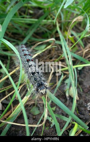 Lymantria dispar Raupen bewegen sich im Wald. schöne Pest Raupe in Bergwälder Stockfoto