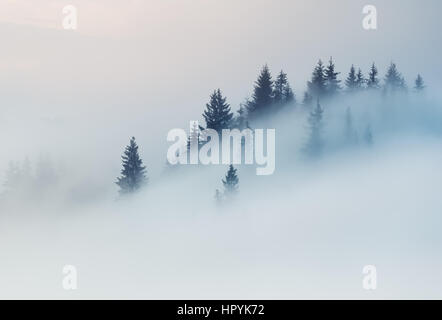 Karpaten. Die Wipfel der Bäume ragte aus dem Nebel Stockfoto