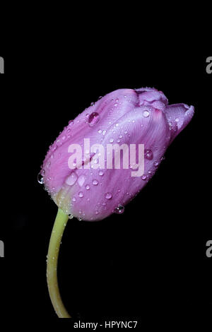 Lila Tulpe mit Wassertropfen vor einem schwarzen Hintergrund isoliert Stockfoto