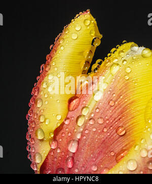 Rote und gelbe Tulpe mit Wassertropfen vor einem schwarzen Hintergrund isoliert hautnah Stockfoto