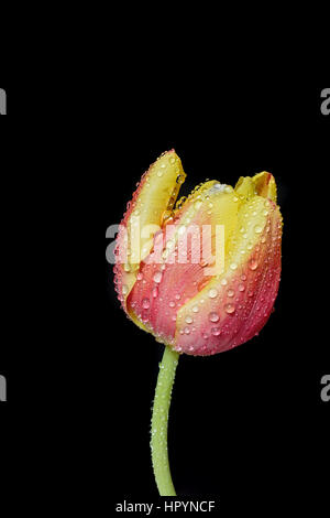 Rote und gelbe Tulpe mit Wassertropfen Stockfoto