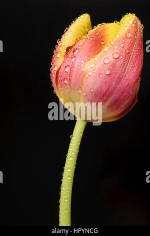 Rote und gelbe Tulpe mit Wassertropfen vor einem schwarzen Hintergrund isoliert Stockfoto