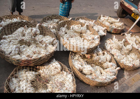 Körbe aus, frisch, lebendig, live, Hühner, Huhn, bei Hogg, neu, Markt, Calcutta, Kolkata, Hauptstadt, Kultur, West, Bengal, West Bengalen, Indien, Indian, Asia, asiatisch, Stockfoto