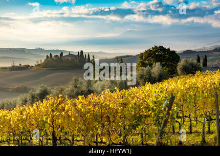 Am frühen Morgen über Weinberg und das Belvedere in der Nähe von San Quirico d ' Orcia, Toskana, Italien Stockfoto