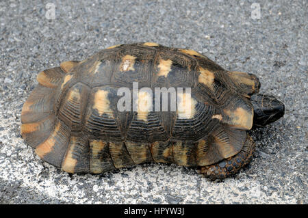 Eine wilde Schildkröte gefunden ca. 20 cm lang, überqueren einer Landstraße in Griechenland. Stockfoto