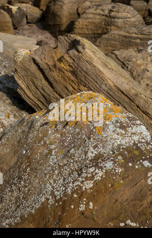 Geologische Details und Fossilien im Felsen am Knipe Punkt, Cayton Bucht in der Nähe von Scarborough, North Yorkshire, England Stockfoto