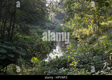 Spätsommer grün neben dem Fluss Derwent in Valley Forge Wald, Scarborough, North Yorkshire. Stockfoto