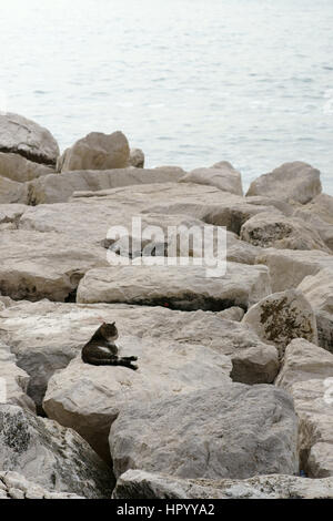Katze sitzt auf dem Felsen im Via Caracciolo, Neapel, Italien Stockfoto