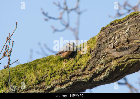 Kleiber (Sitta Europaea) in Eiche Baum Stockfoto