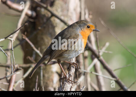 Robin (Erithacus Rubecula) auf Barsch Stockfoto