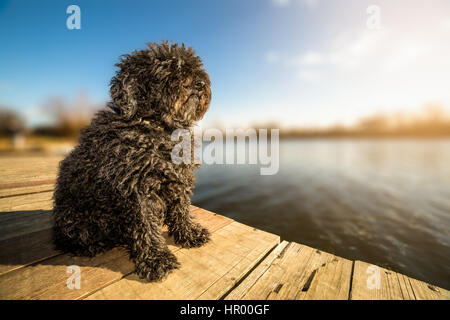 Ungarischer Puli Hund sitzt auf der Anklagebank Stockfoto